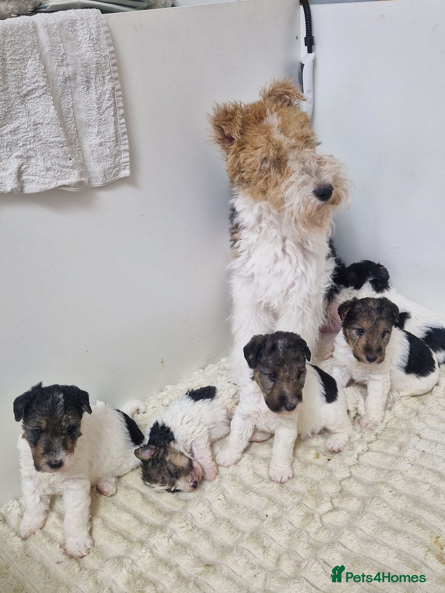 Fox Terrier dogs Wired fox terrier puppies  - Advert 7