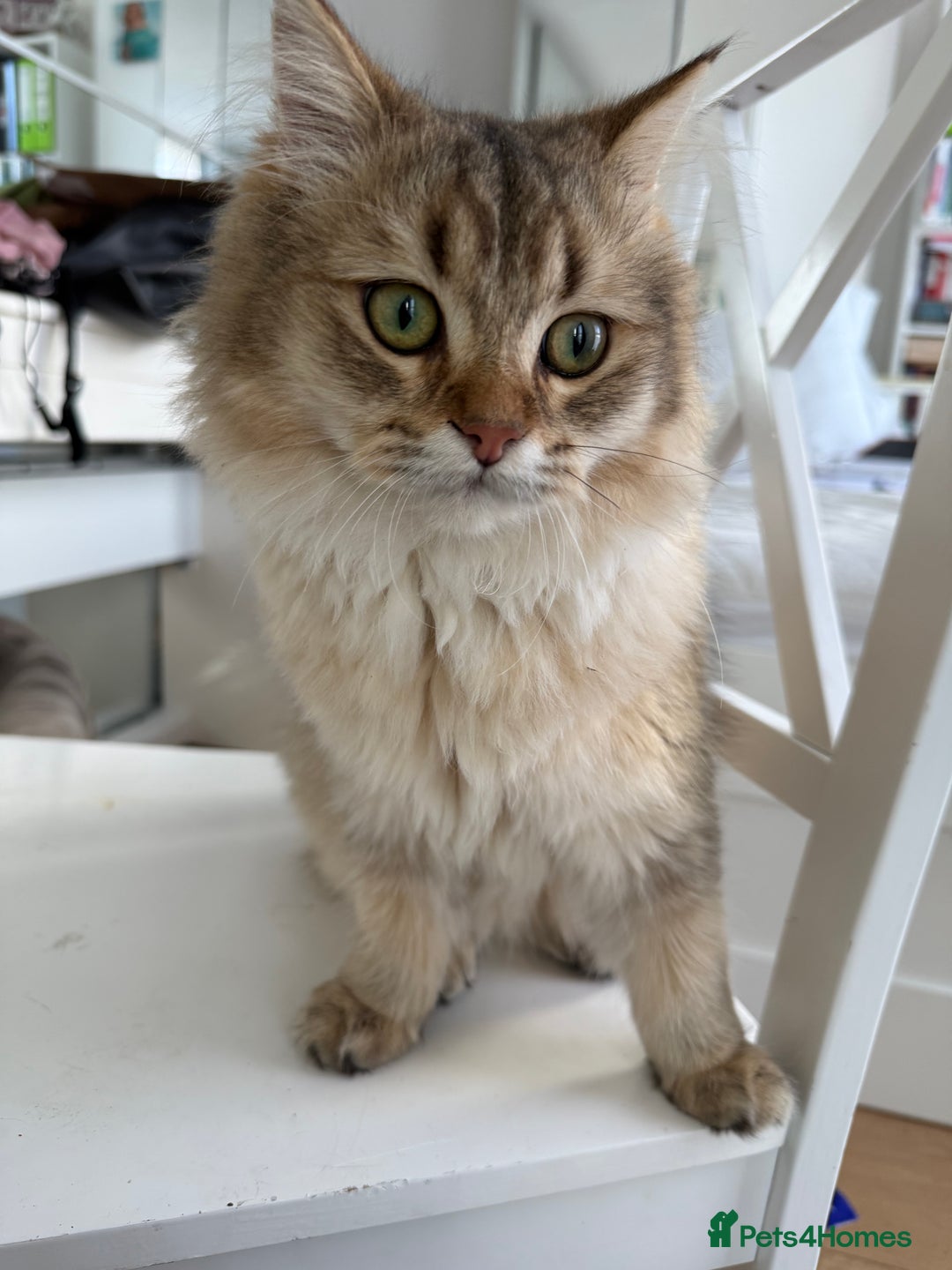 British Longhair cats for sale: British Longair and Shorthair Kittens for sale - Image 14