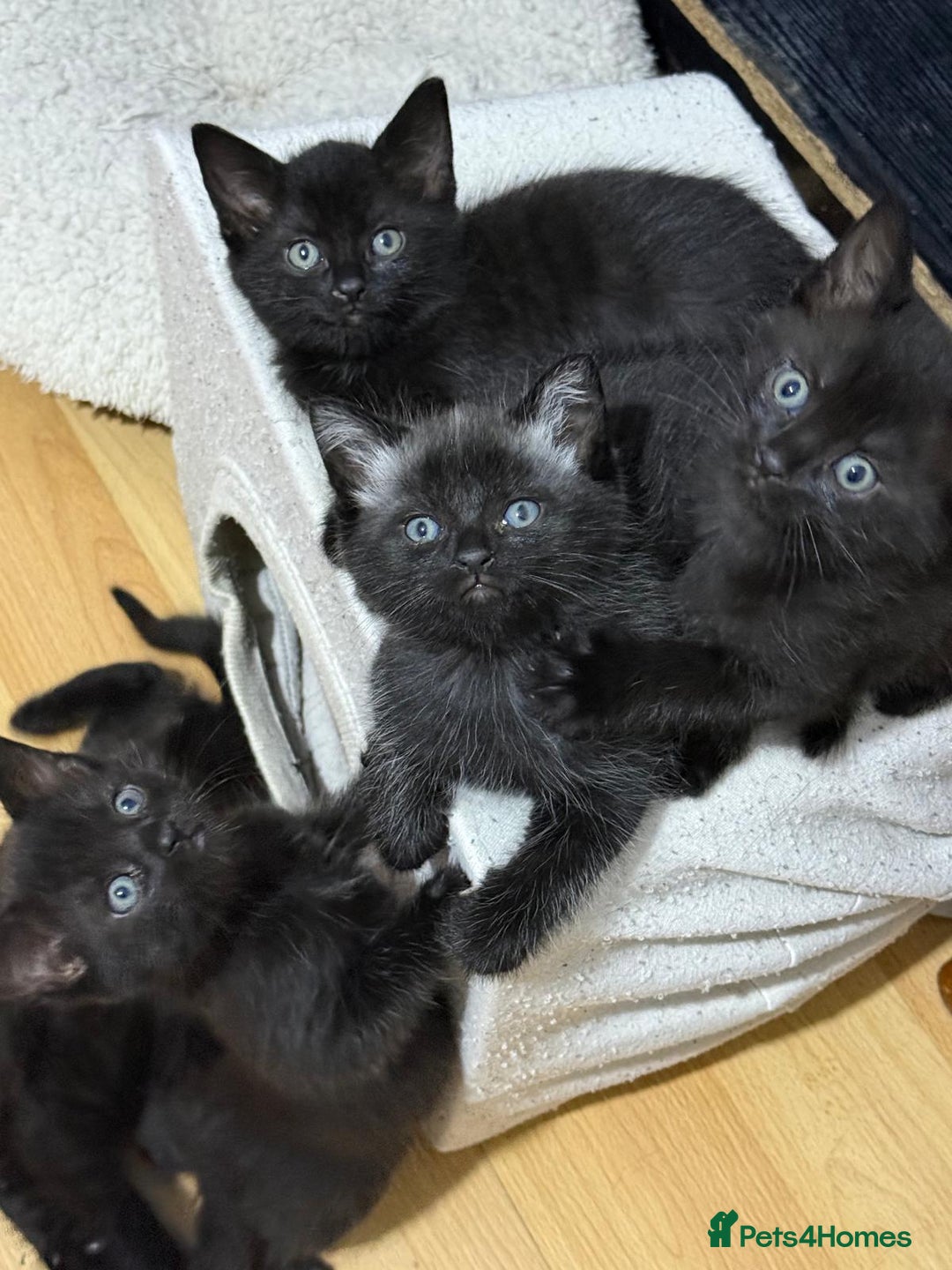 Mixed Breed cats for sale: 4 black cats for sale  - Advert 3