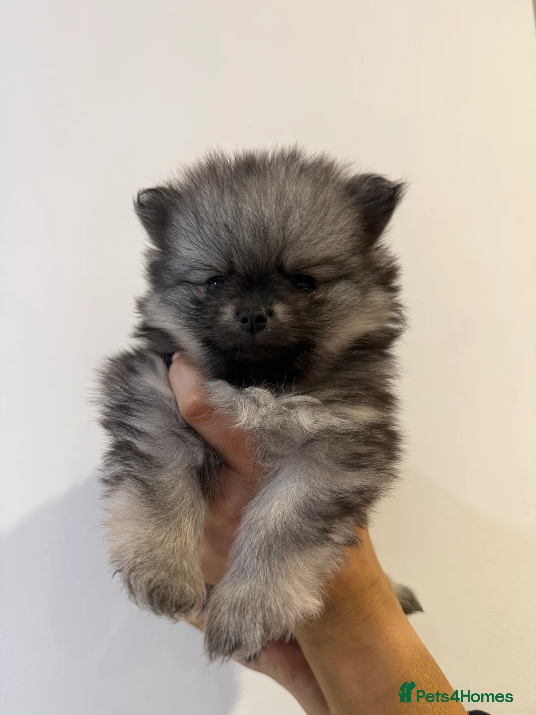 Pomeranian dogs for sale: Beautiful Home-Reared Pomeranian Puppies - Advert 6