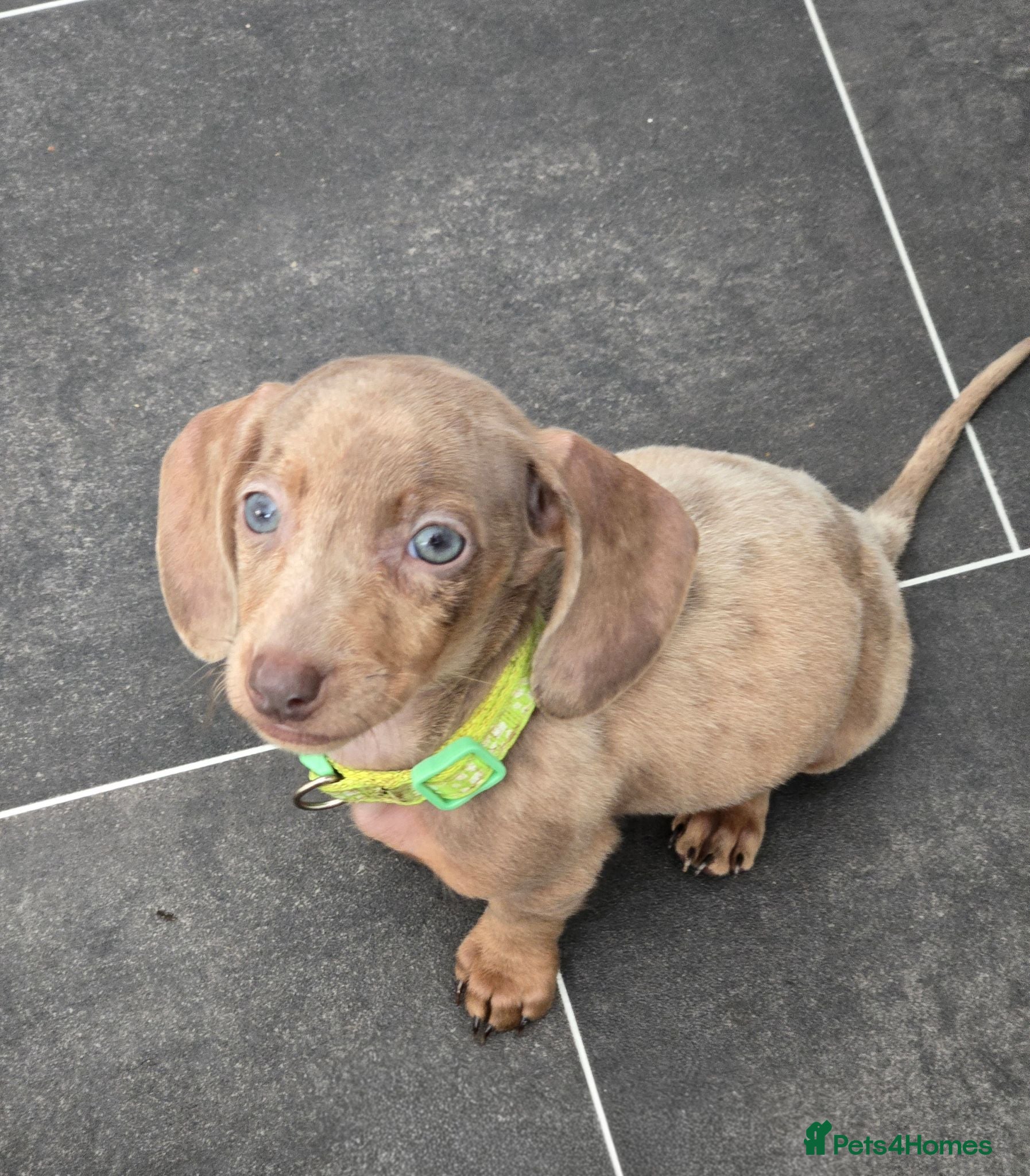 Miniature Dachshund dogs 🤎 Gorgeous Daxies_Mini Dachshunds 🤎 - Advert 17