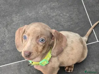 Miniature Dachshund dogs 🤎 Gorgeous Daxies_Mini Dachshunds 🤎 - Advert 17
