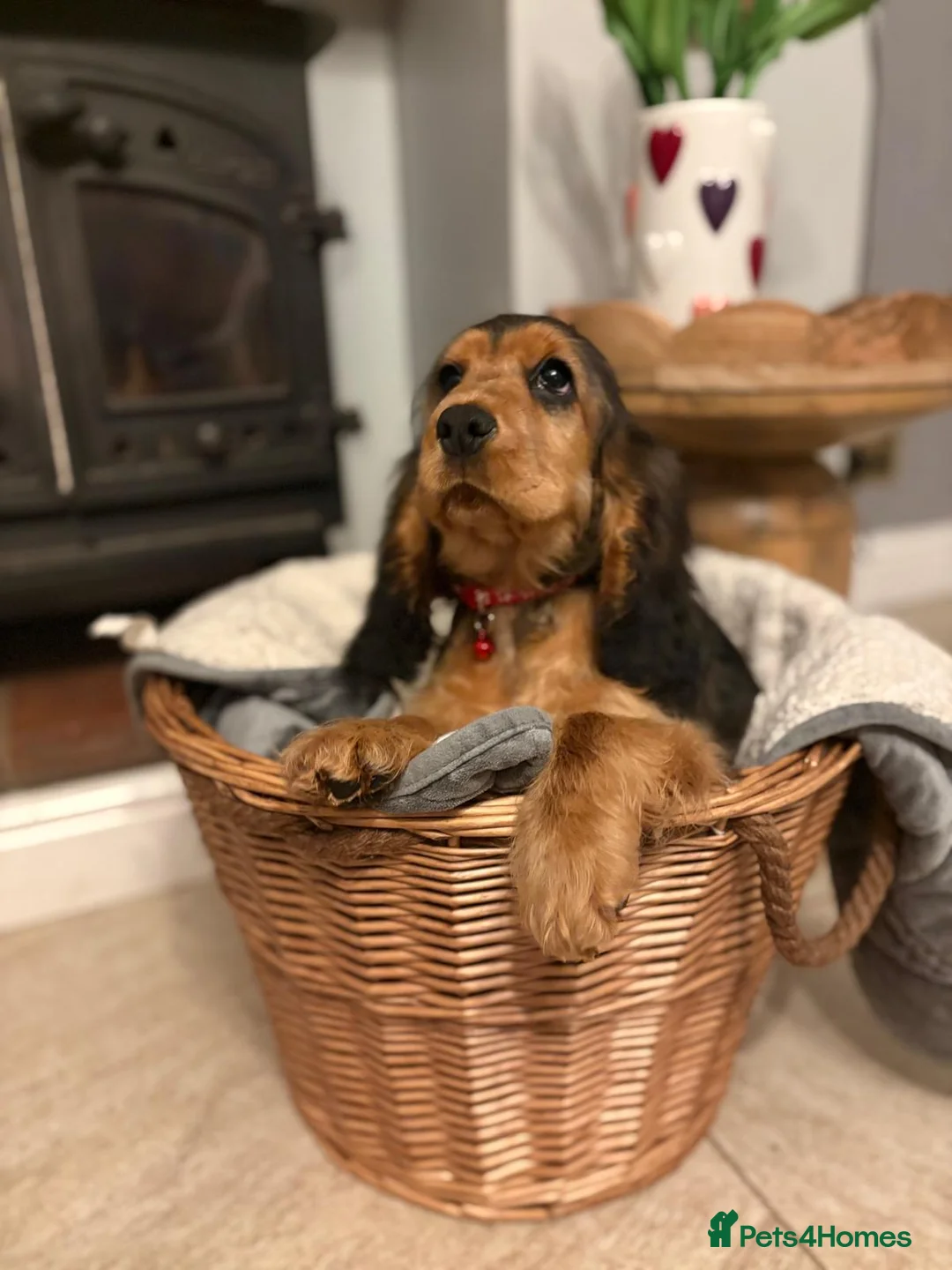 Cocker Spaniel dogs for sale: Sable Show Cocker Spaniel female in Shrewsbury - Advert 2