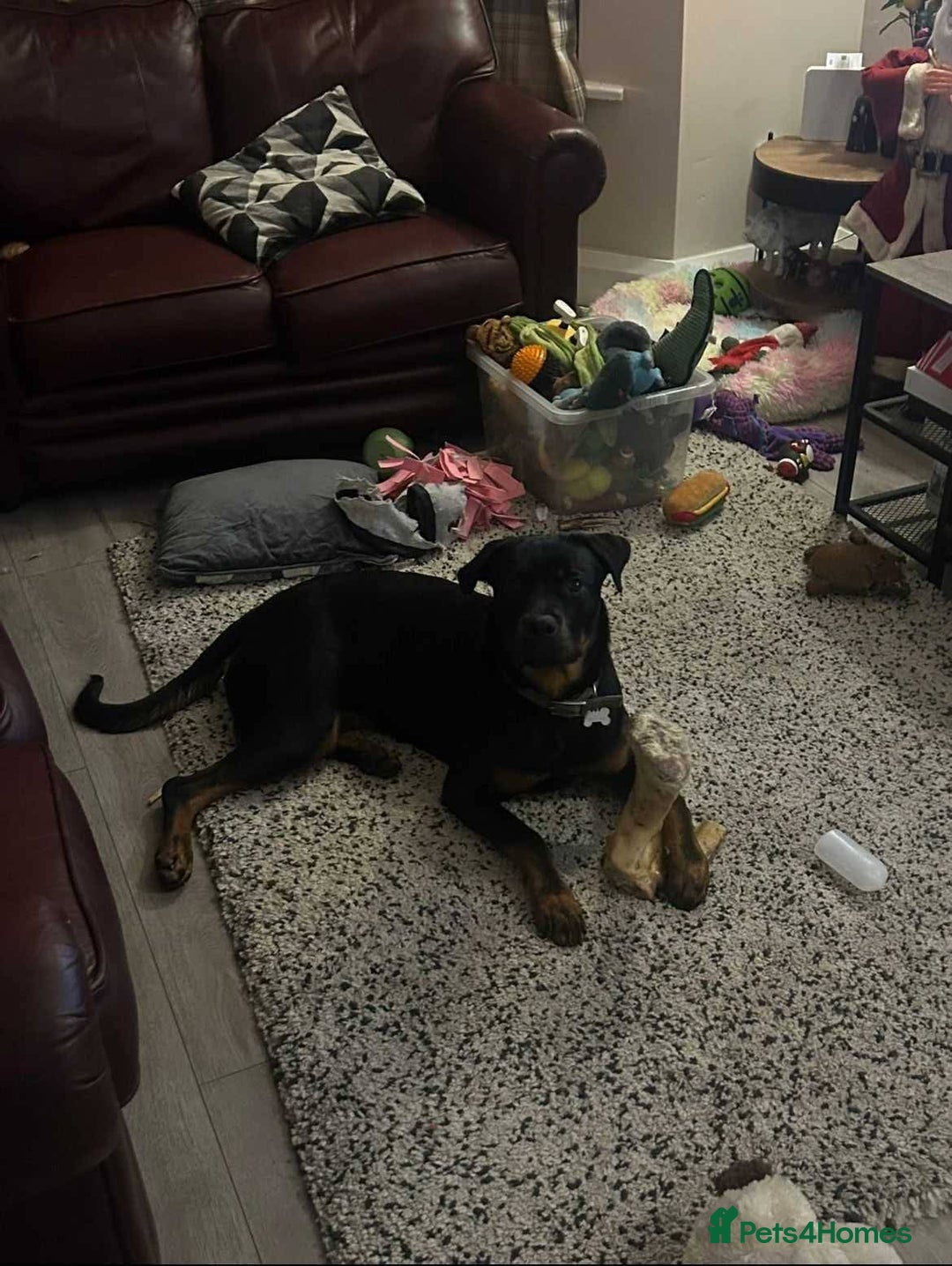 Mixed Breed dogs for adoption: Meet Nova, currently residing in Liverpool  - Advert 13