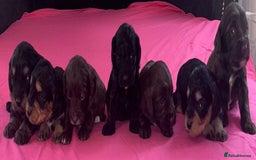 Cockapoo dogs for sale: Adorable cockapoo puppies  - Advert 9