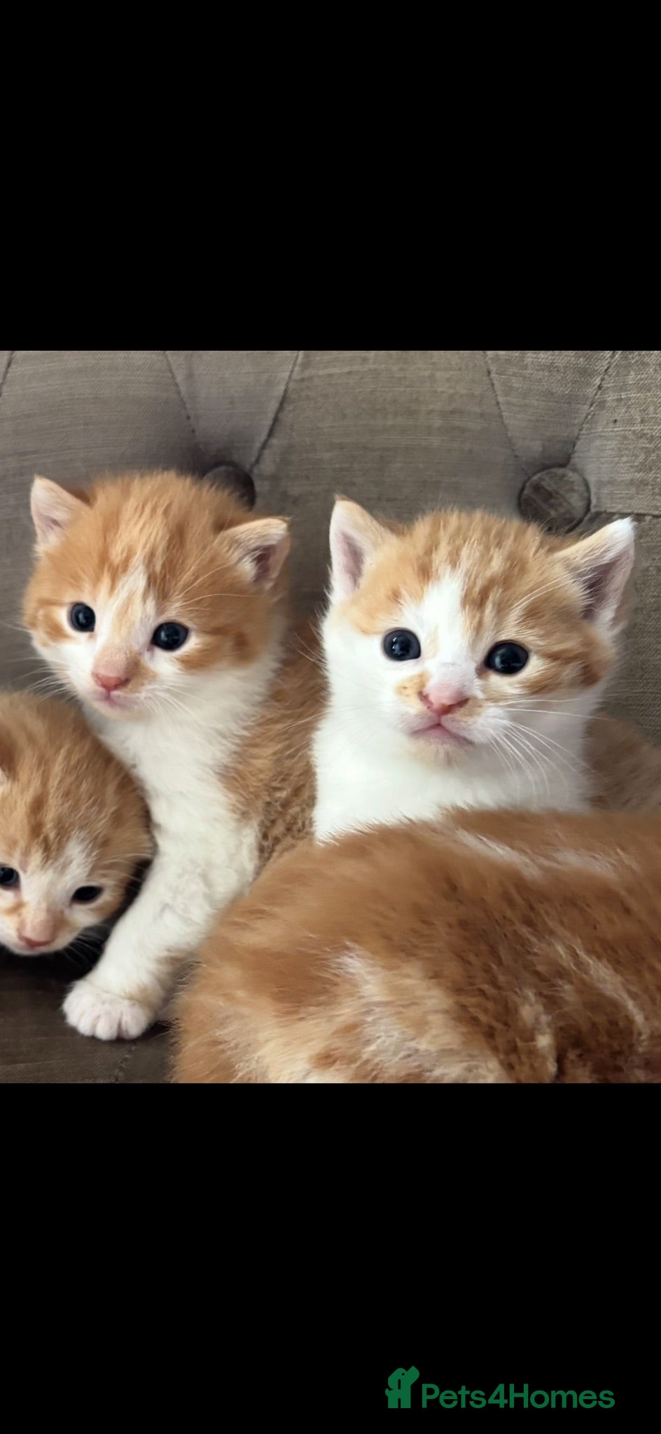 Mixed Breed cats Kittens 8 weeks old mainecoon cross ready now 🙀🐈 - Advert 2