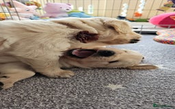 Golden Retriever dogs for sale: Outstanding Kc registered Golden Retriever babies  - Image 9