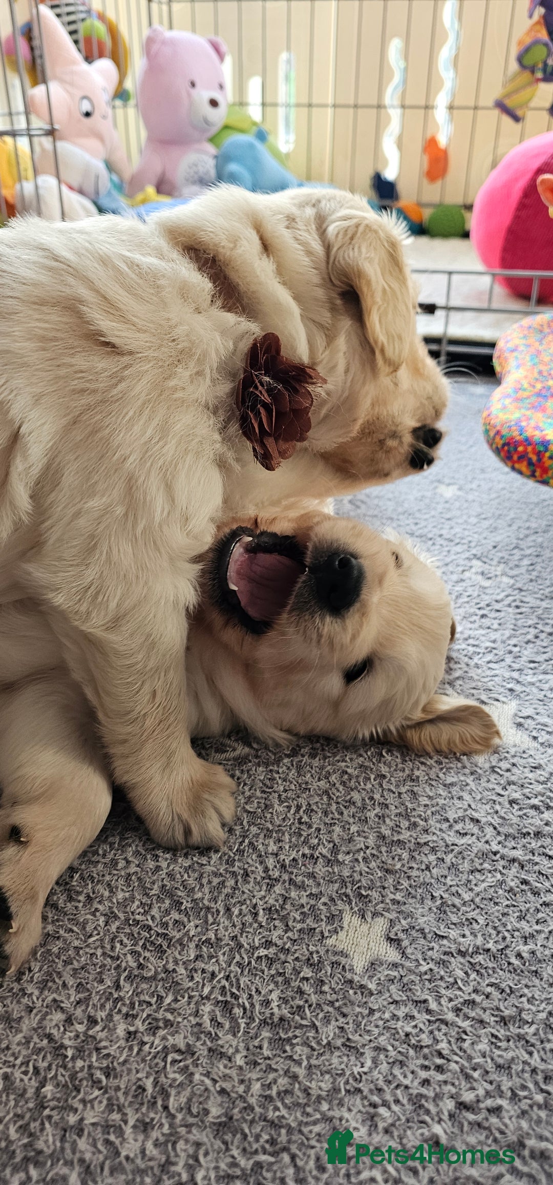 Golden Retriever dogs for sale: Outstanding Kc registered Golden Retriever babies  - Image 9