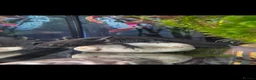 Axolotl reptiles for sale: Black axolotl and set up - Advert 2