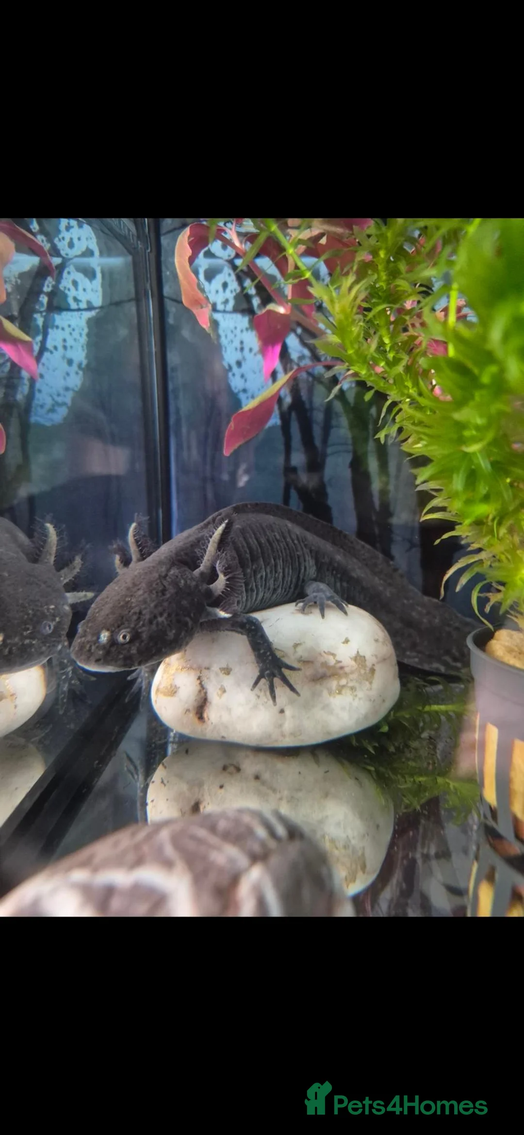 Axolotl reptiles for sale: Black axolotl and set up - Advert 2