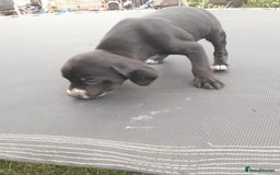 Field Spaniel dogs for sale: Spaniel puppies  - Image 13