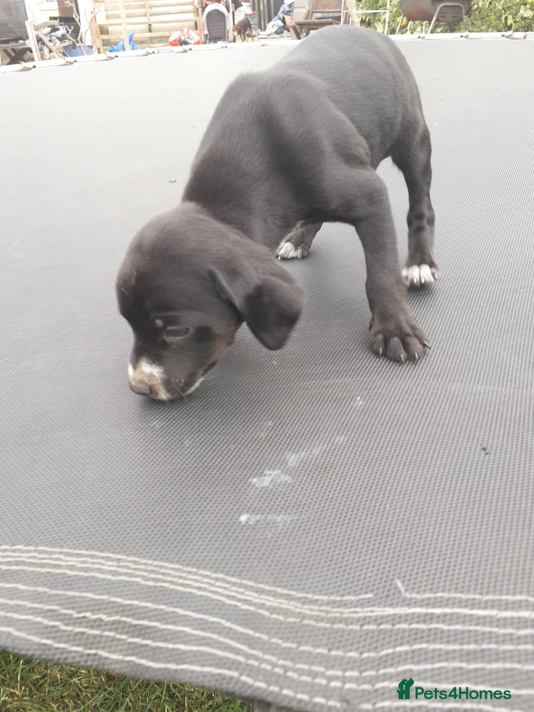 Field Spaniel dogs for sale: Spaniel puppies  - Image 13