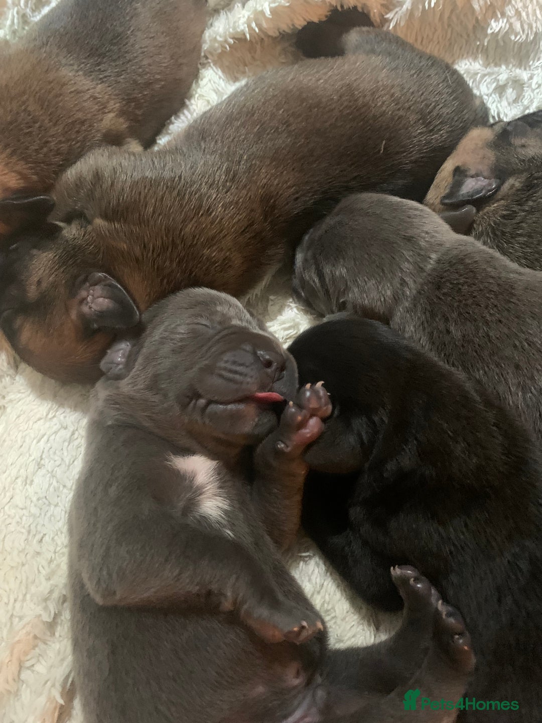 Cane Corso dogs for sale: Cane corsos puppies  - Advert 3