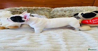 French Bulldog dogs - Advert 8