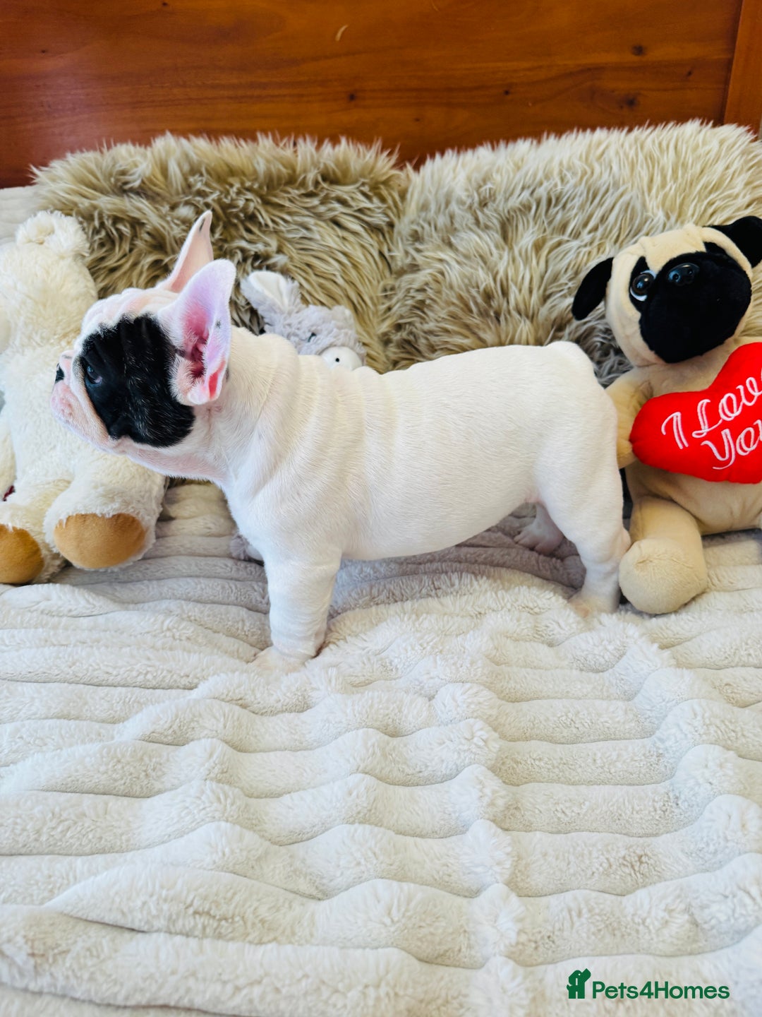 French Bulldog dogs for sale: 🏆KC registered, Standard French Bulldog Puppies🏆 - Image 2