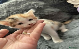 Mixed Breed cats for sale: Adorable Kittens Ready for Their Forever Homes!  - Image 12