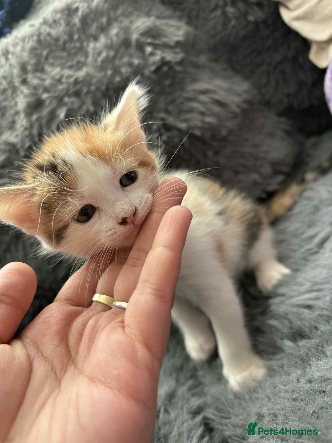 Mixed Breed cats for sale: Adorable Kittens Ready for Their Forever Homes!  - Image 12