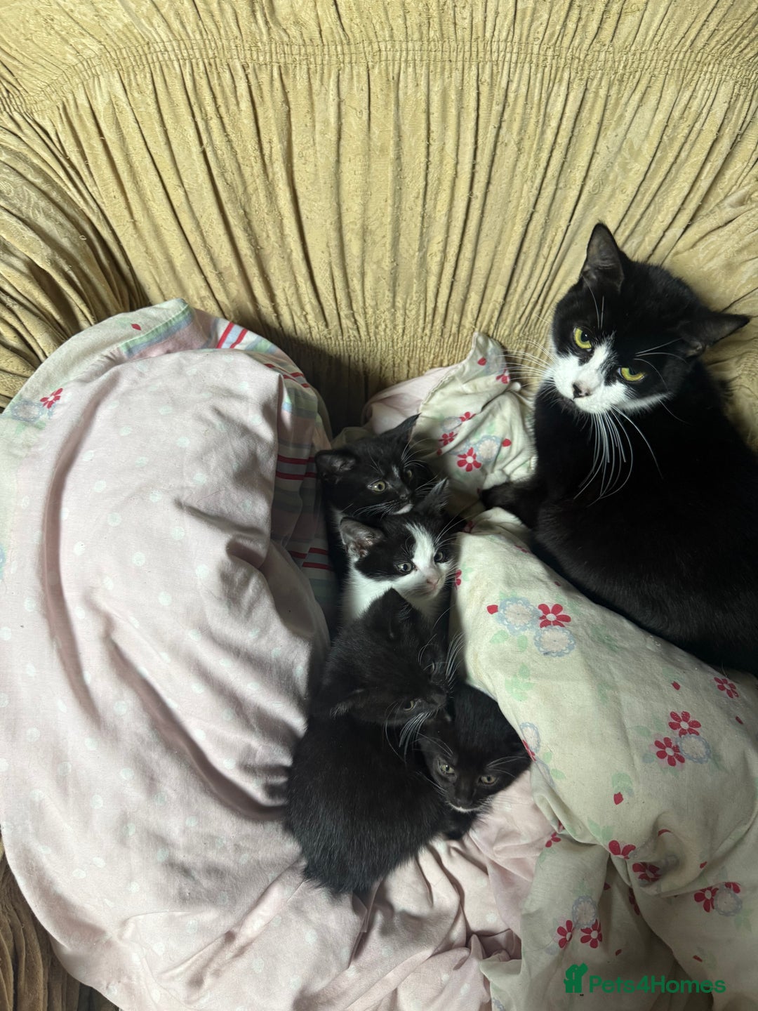 Korat cats for sale: Cute playful kittens ready for their new home 🖤🤍 - Advert 2