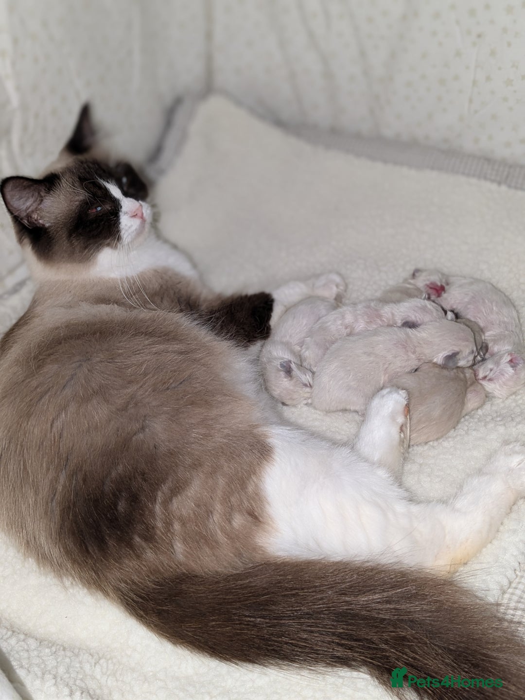 Ragdoll cats for sale: Beautiful seal point mitted snowshoe ragdoll  - Image 4