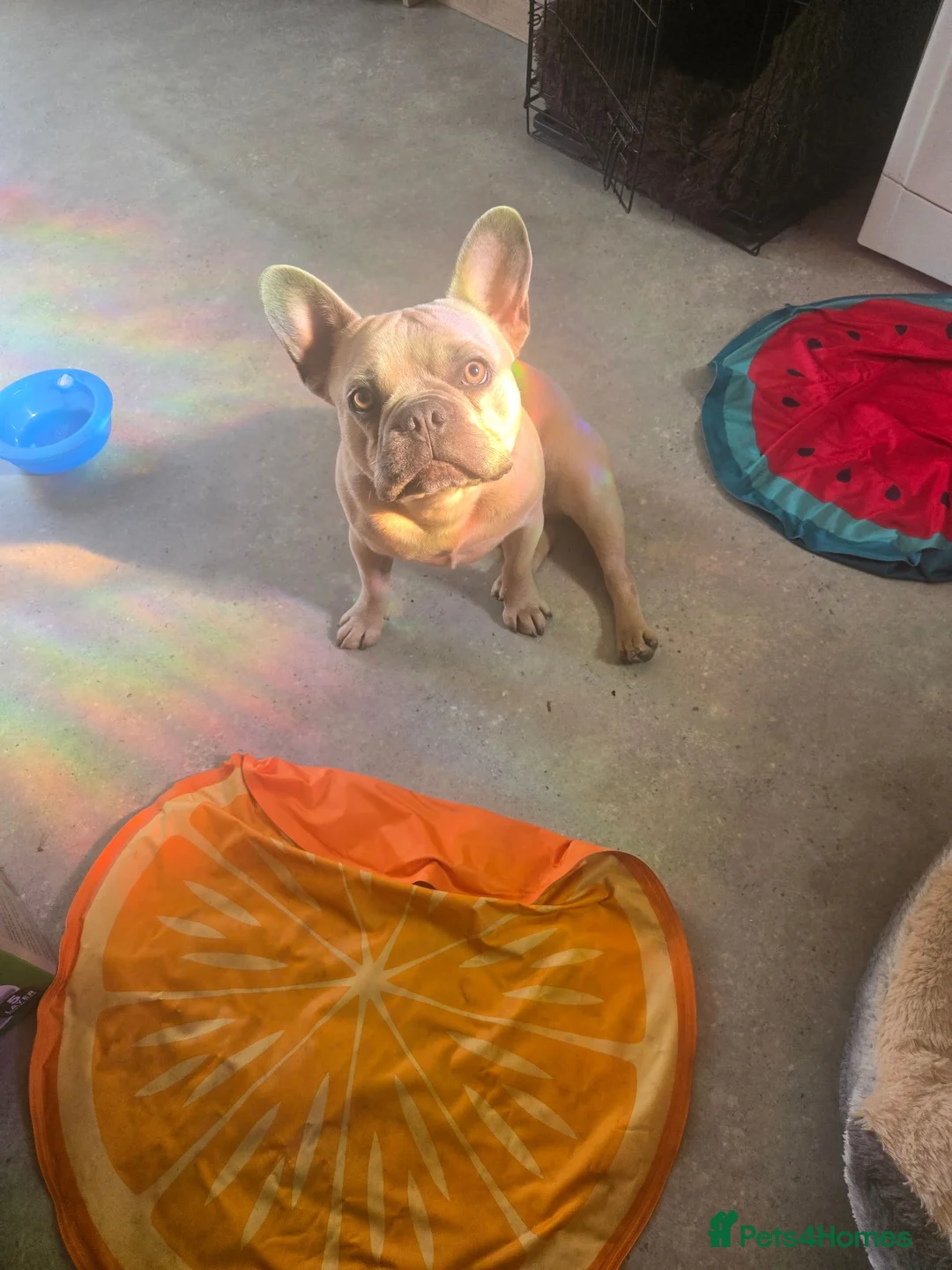 French Bulldog dogs for sale: Frenchie looking for his forever home - Advert 2
