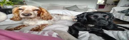 Cocker Spaniel dogs for sale: cocker spaniel puppies  - Advert 9
