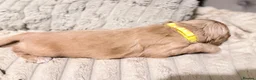 Cocker Spaniel dogs for sale: Bella’s Cocker Spaniel Puppies – 4 Boys, 1 Girl in Bedford - Advert 10