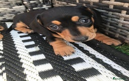 Dachshund dogs for sale: Mini Dachsunds for sale x 2 - Image 2