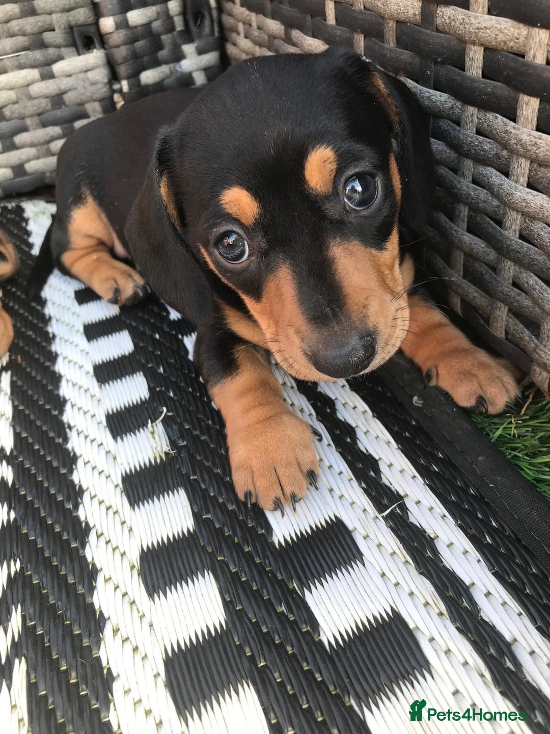 Dachshund dogs for sale: Mini Dachsunds for sale x 2 - Image 2