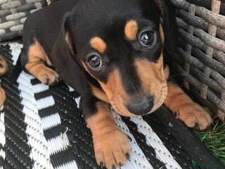 Dachshund dogs - Advert 2