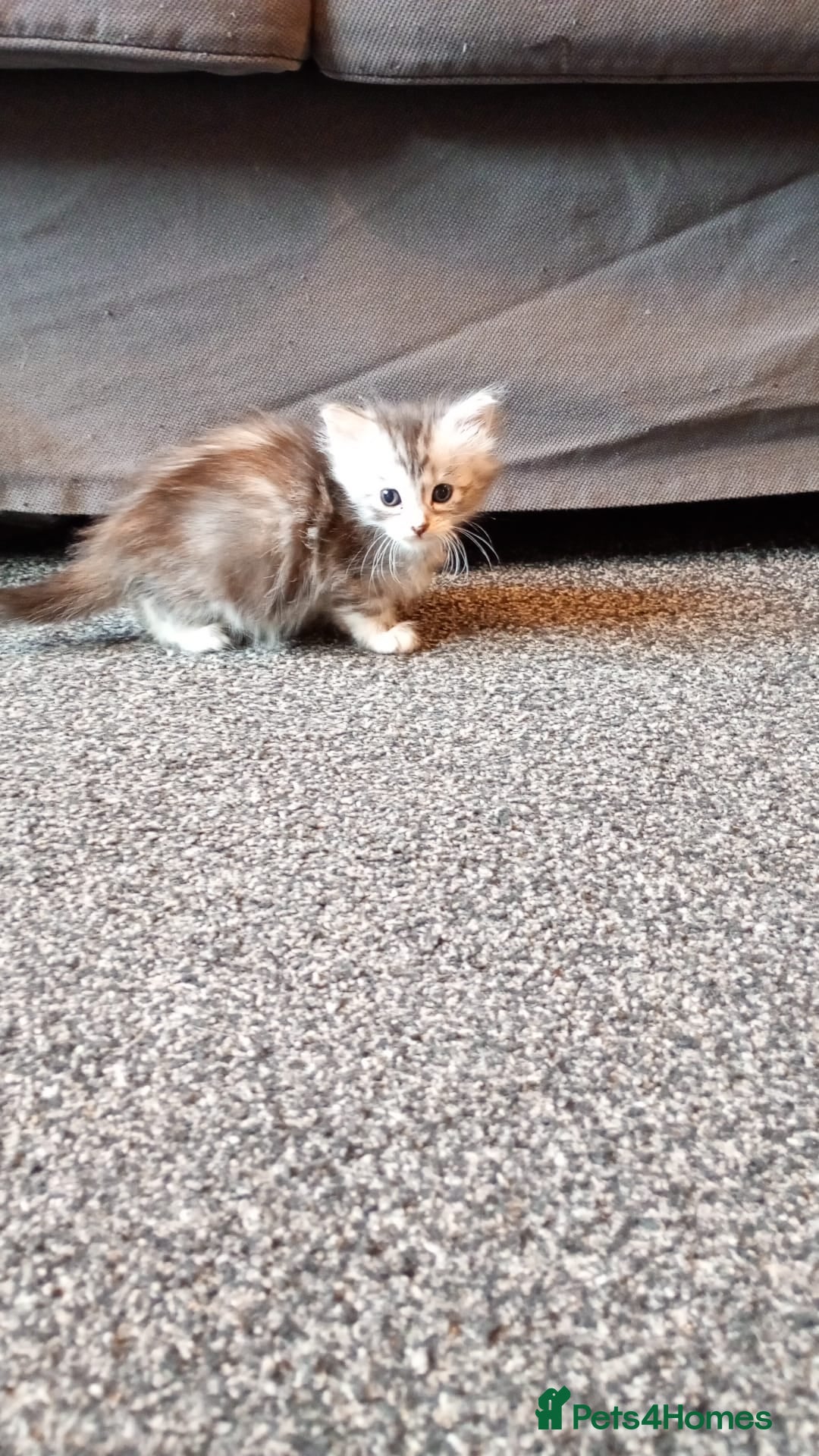 Maine Coon cats for sale: 5 Maine coon X kittens for sale  - Advert 11