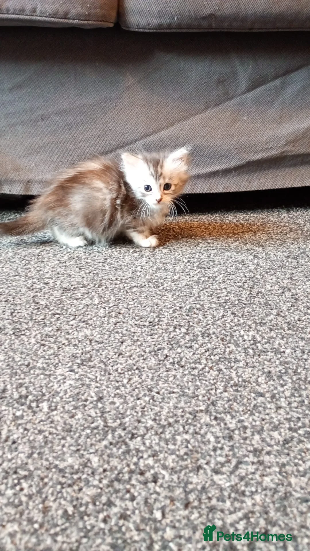 Maine Coon cats for sale: Only 1 little boy left Maine coon X kitten  - Advert 11