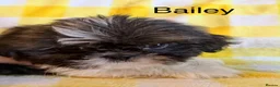 Shih Tzu dogs for sale: Beautiful Shih Tzu puppies  - Advert 12
