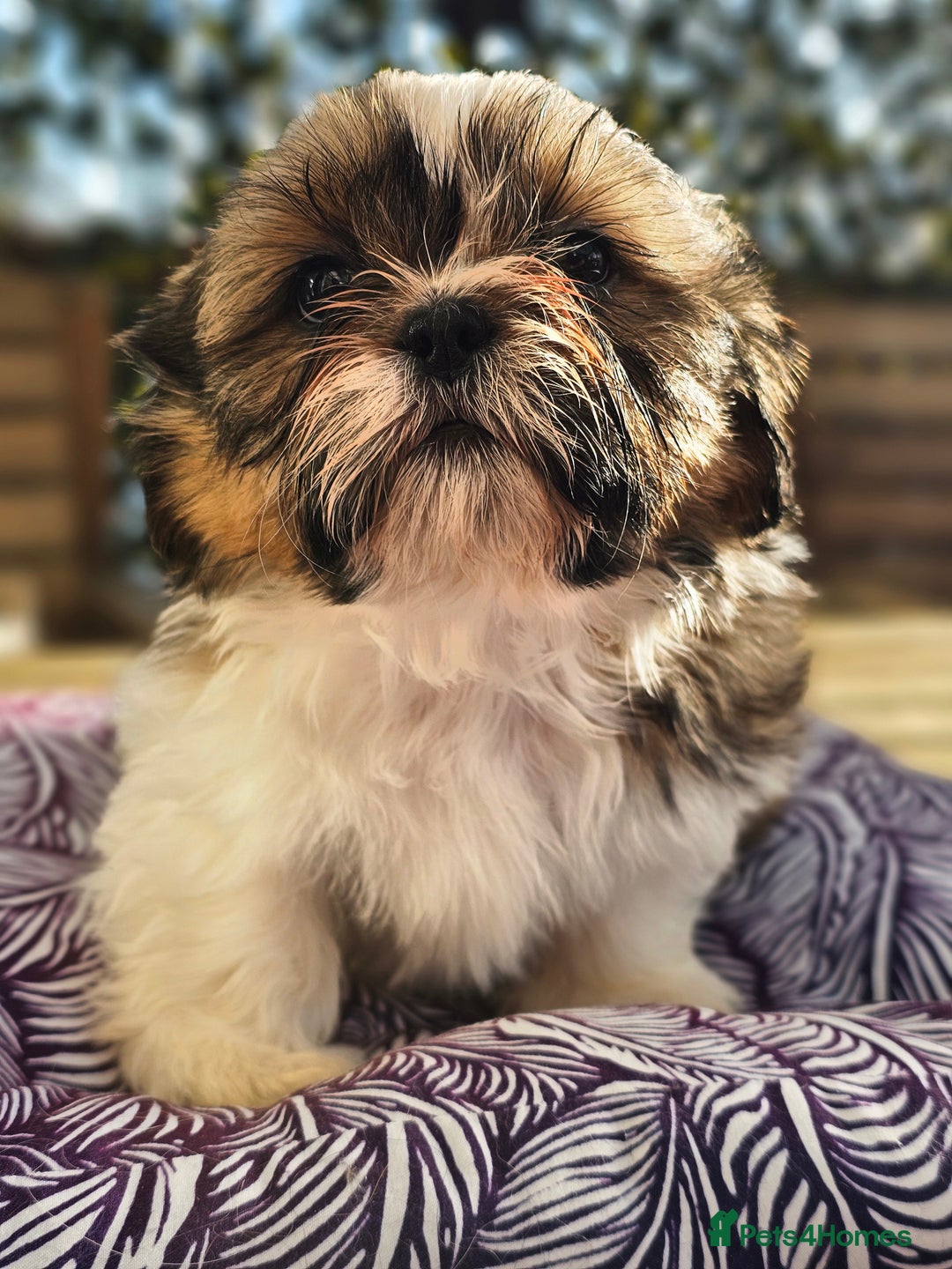 Shih Tzu dogs for sale: 🐶 Shih Tzu Puppies READY NOW– Licensed Breeder  - Image 10