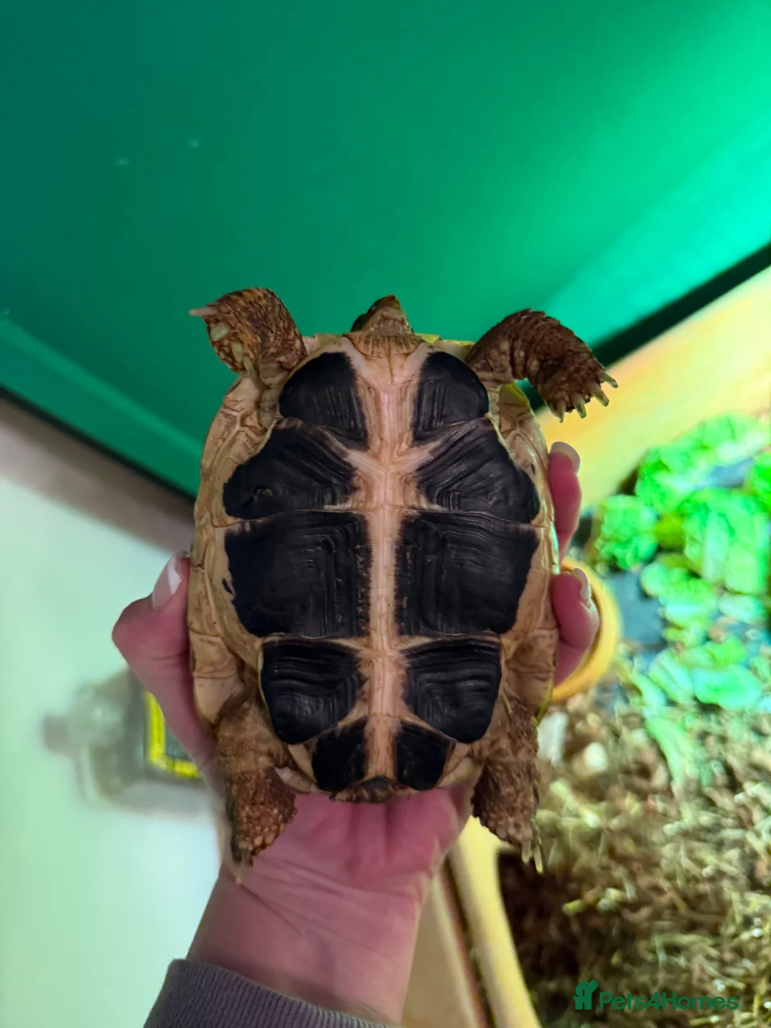 Hermann Tortoise reptiles for sale: Western dwarf Tortoise - Advert 2