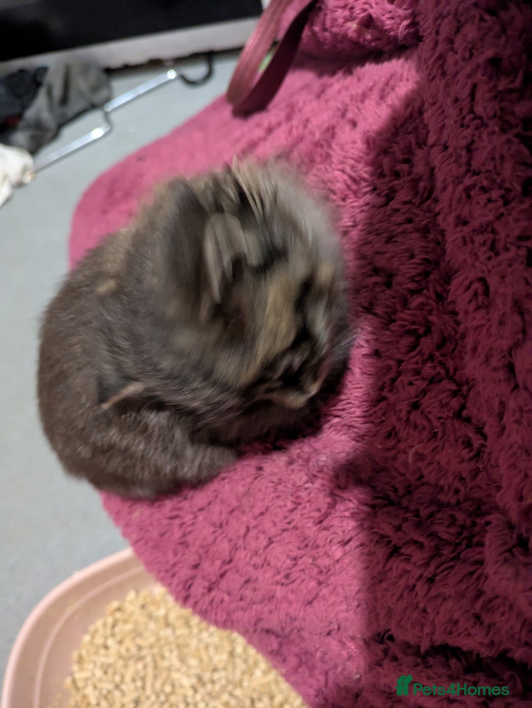 Mixed Breed cats for sale: Black FLUFFY kittens ❤️ - Image 7