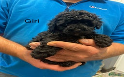 Toy Poodle dogs for sale: PEDIGREE TOY POODLES PRA CLEAR  - Advert 30