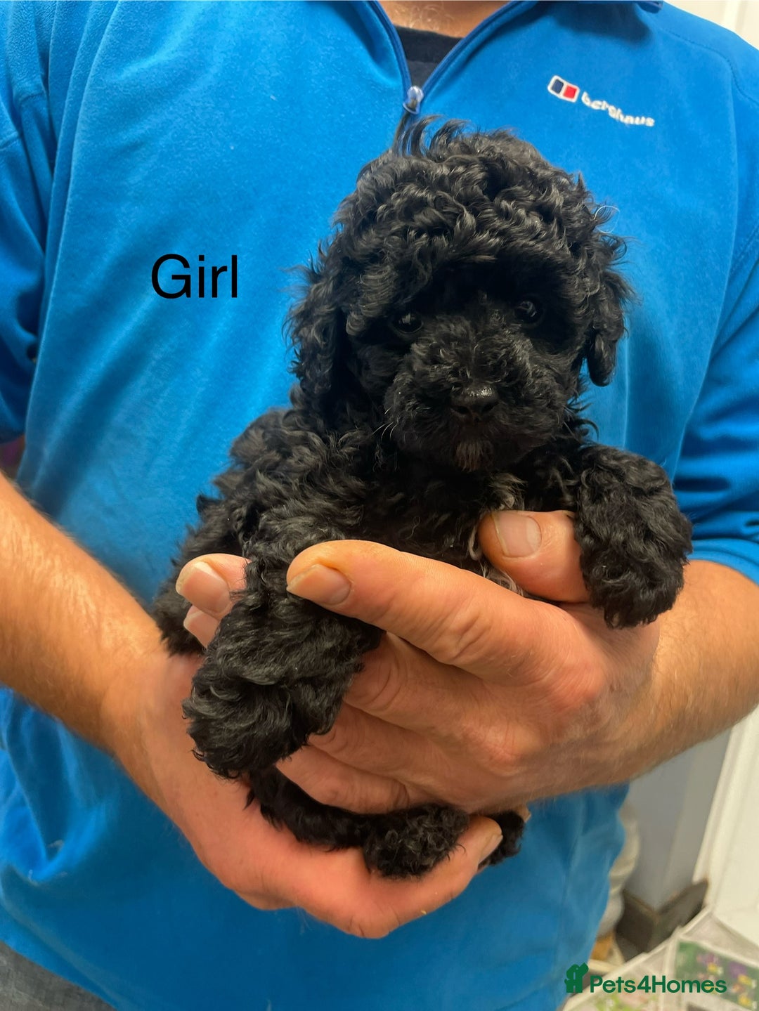 Toy Poodle dogs for sale: PEDIGREE TOY POODLES PRA CLEAR  - Advert 30
