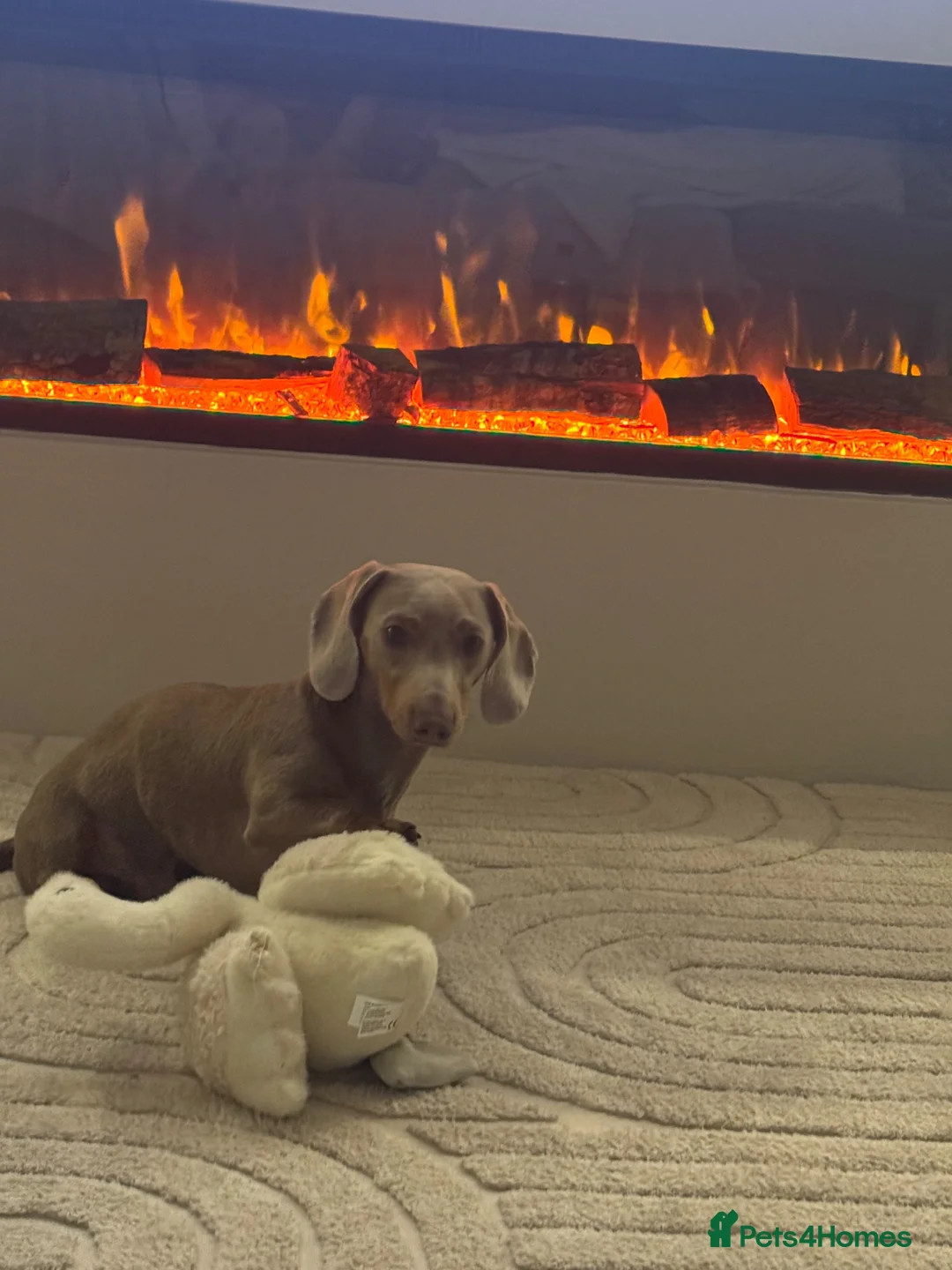 Miniature Dachshund dogs for sale: Isabella mini dachshund  - Advert 4