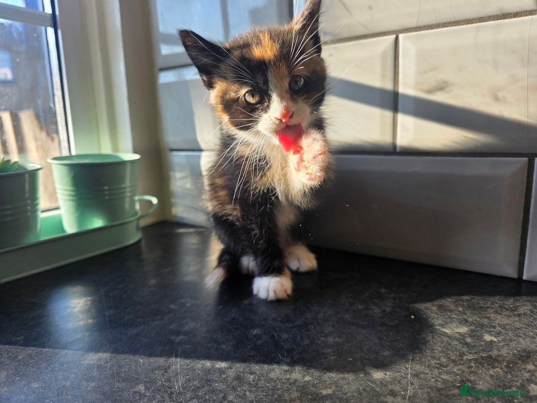 European cats for sale: Beautiful Ginger Male & Female Kittens  - Advert 5