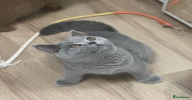 British Shorthair cats - Advert 4