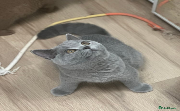British Shorthair cats - Advert 7
