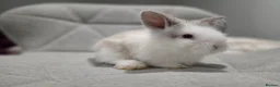 Mixed Breed rabbits for sale: Baby rabbits - Advert 5
