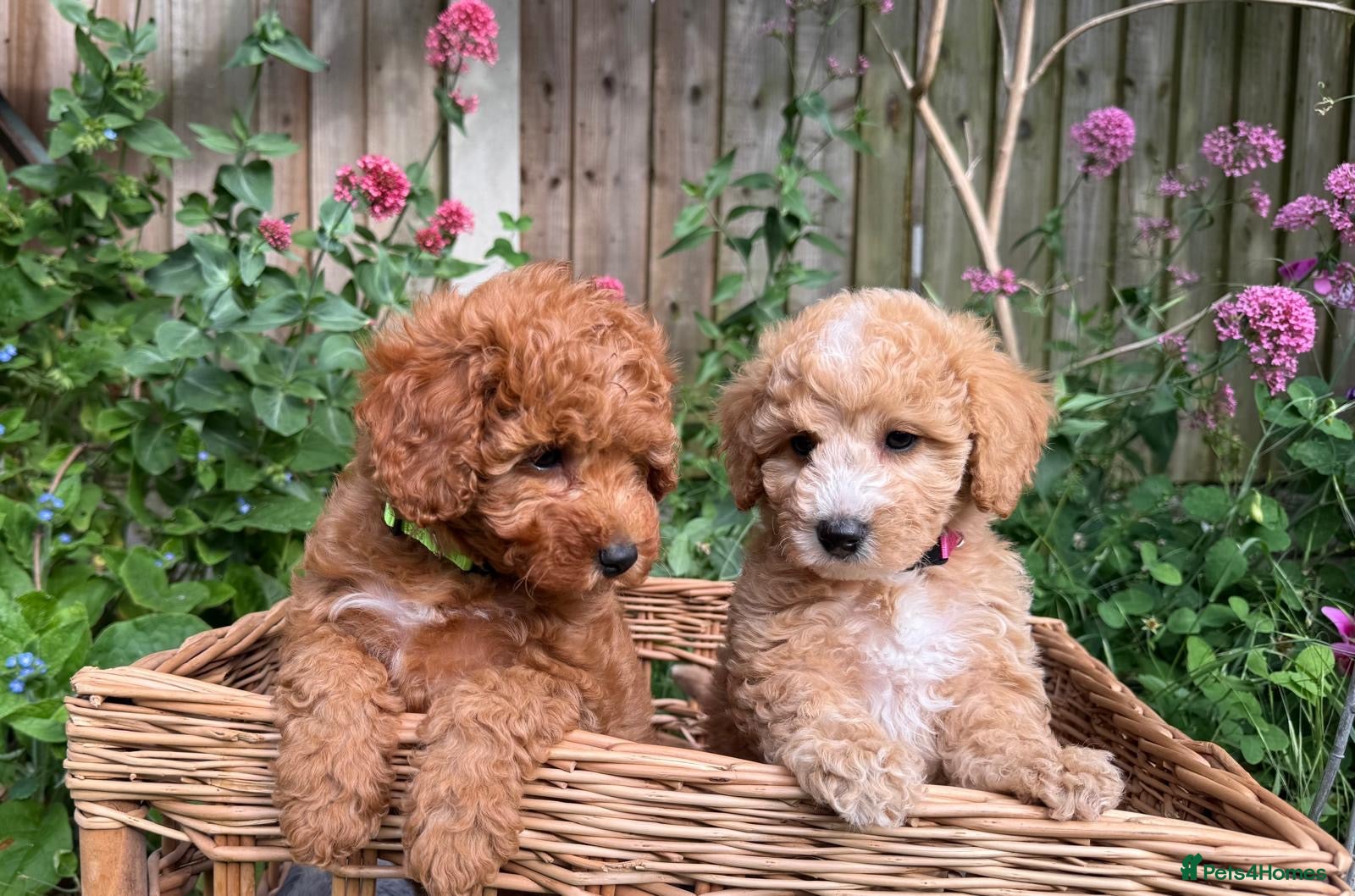 Toy Poodle dogs Outstanding KC Toy Poodles - READY NOW - Advert 13