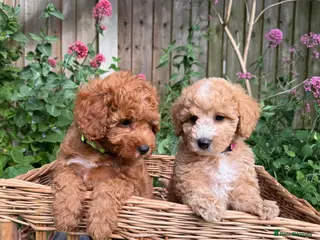 Toy Poodle dogs Outstanding KC Toy Poodles - READY NOW - Advert 13