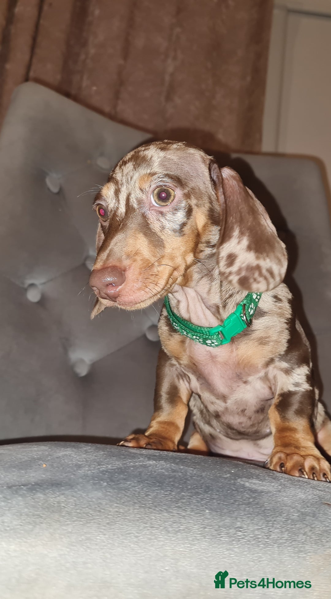Miniature Dachshund dogs for sale: 🩵Beautiful Spotted Male Dachshund🩵 - Advert 4