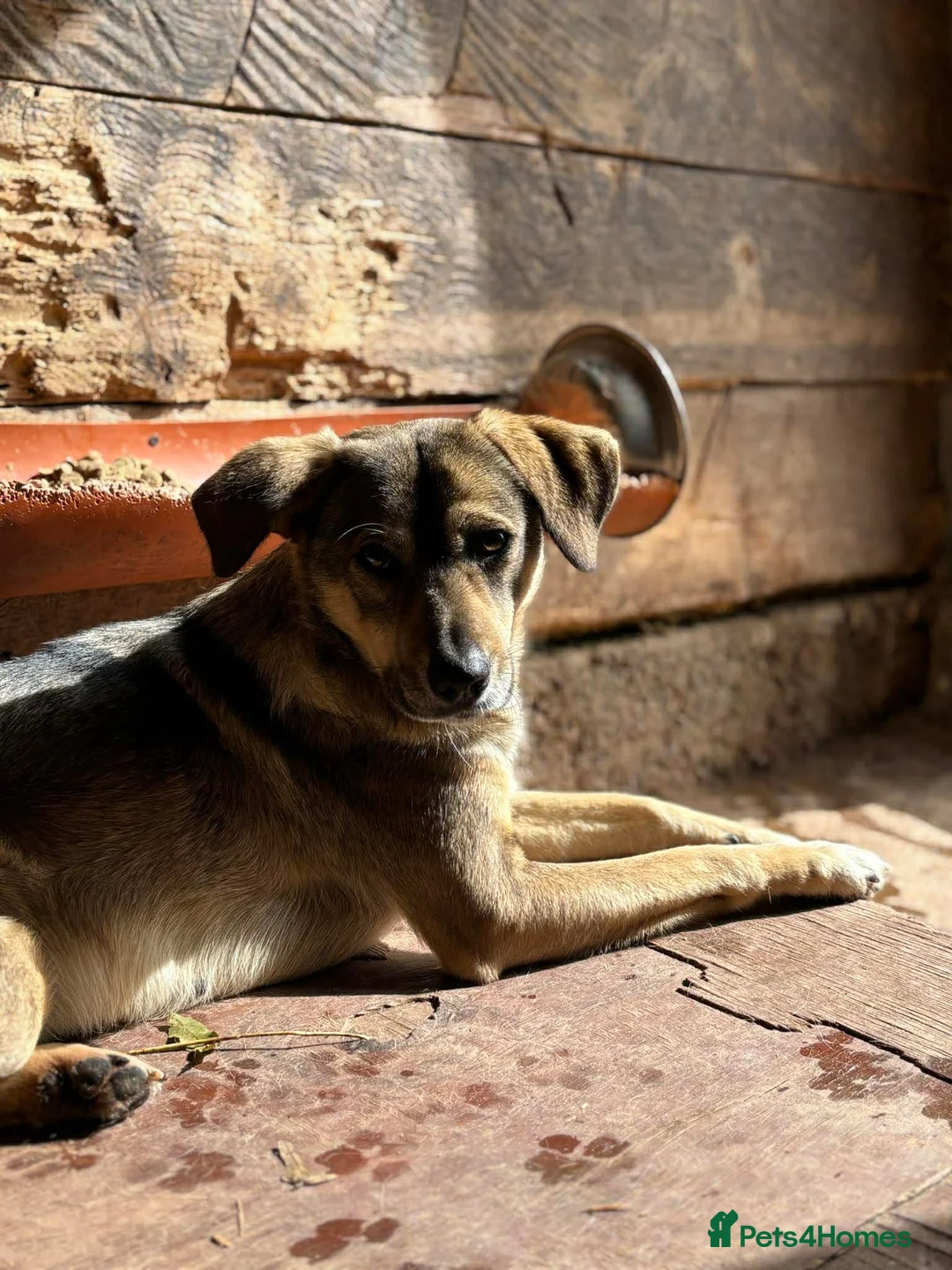 Mixed Breed dogs for adoption: Cher 💕 - Advert 5