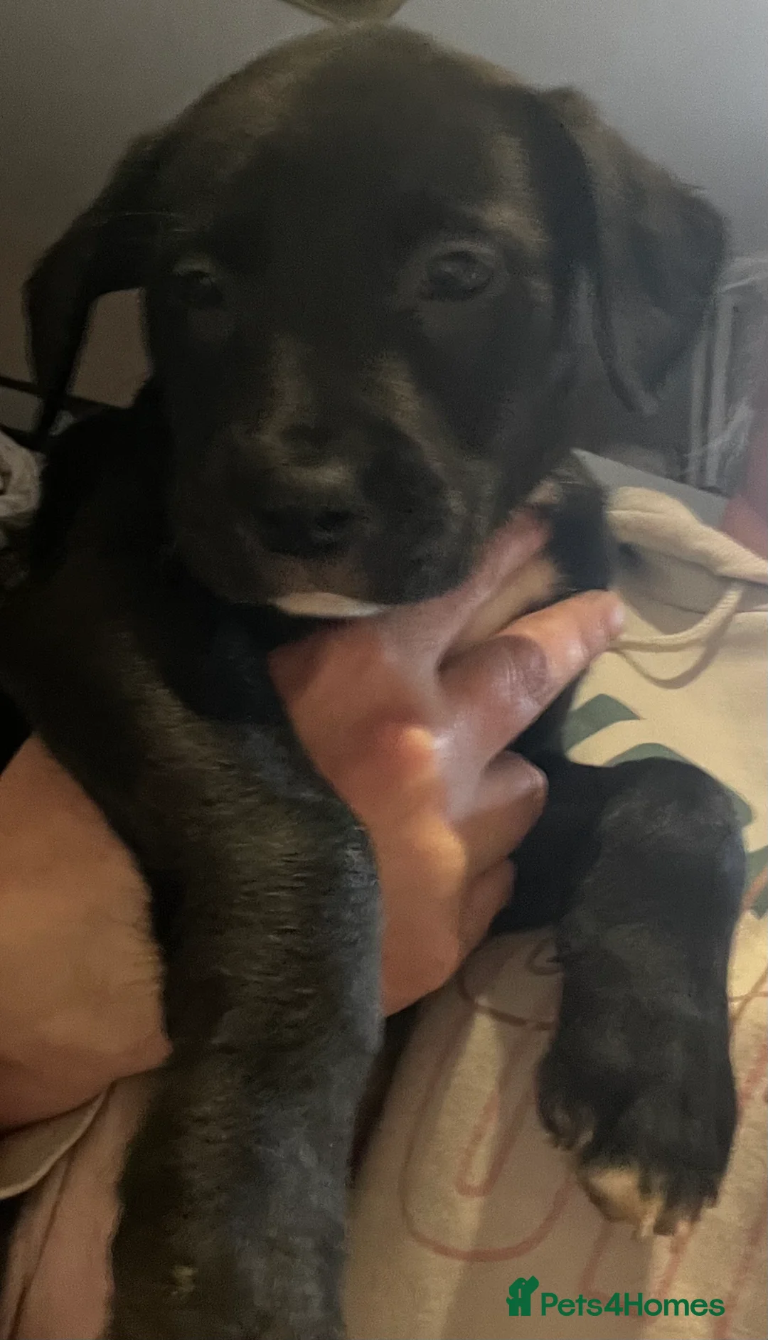 Mixed Breed dogs for sale: Bullador mixed puppies - Advert 3