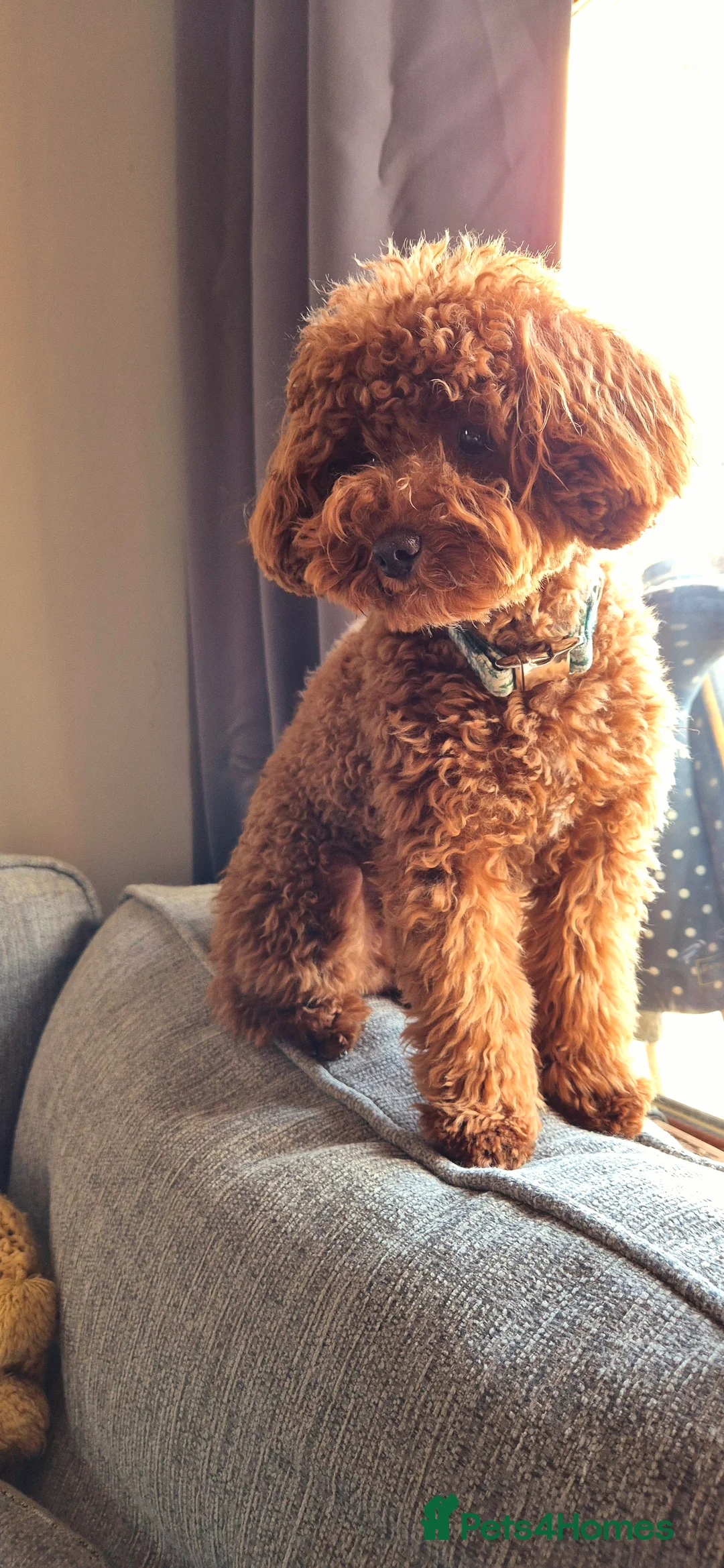 Toy Poodle dogs for stud: Handsome K.C Reg Red Toy poodle stud! - Advert 10