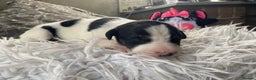 Mixed Breed dogs for sale: Lurcher cross pups  - Advert 6