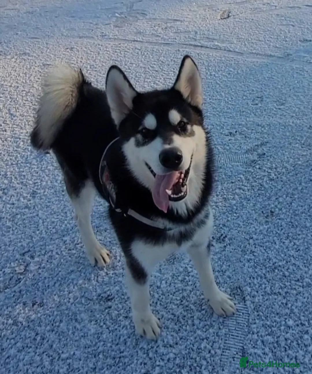 Alaskan Malamute dogs for stud: "Proven" Alaskan malamute for stud  in Sheffield - Advert 8